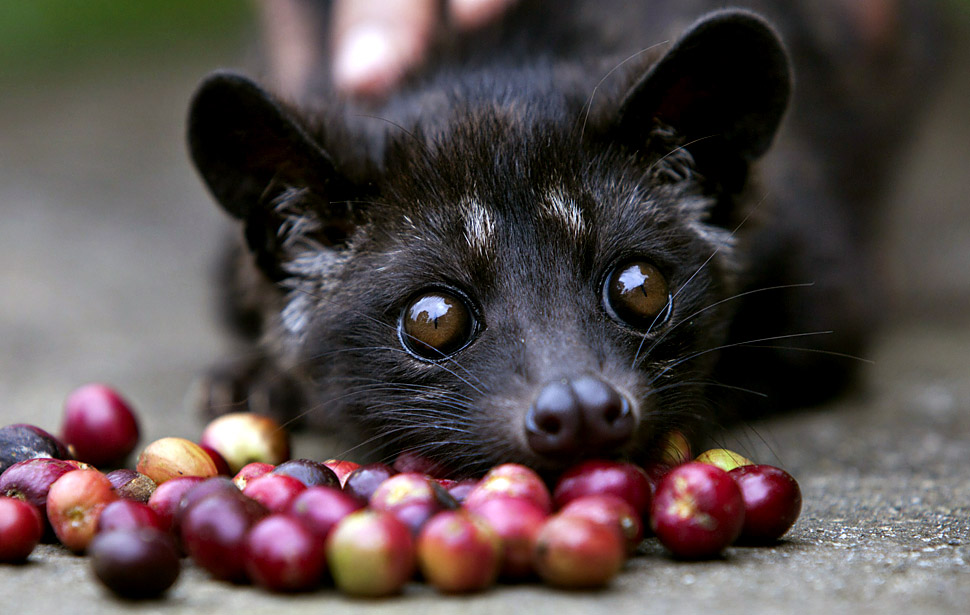 Exploring Kopi Luwak, Indonesia’s Unique Coffee Experience